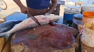 خانواده خامهماهیان: Chanidae