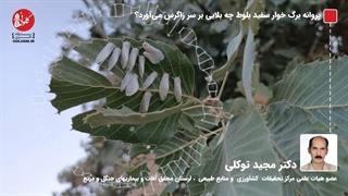 پروانه برگ خوار سفید بلوط چه بلایی بر سر زاگرس می‌آورد؟