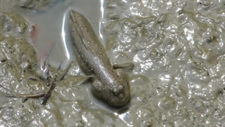 ماهی گلخورک