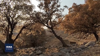 طغیان برگ‌خوارها در جنگل‌های بلوط