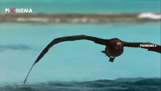 مستند علمی داستان حیات ، حمله کوسه ها به که آلباتروس های جوان