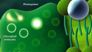 آمینوکلات آهن فرتی نرس