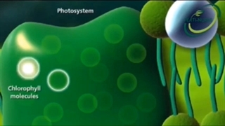 آمینو کلات روی