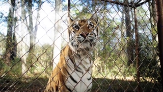 تیزر فیلم درام خیزش ببر ۲۰۲۲ / لینک دانلود کامل فیلم در توضیحات