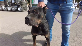 برخورد با سگ گردانی توسط پلیس تهران بزرگ در معابر عمومی پارک ها تفرج گا ها