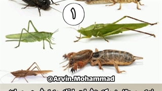 پروتئین حشرات و پریدن آنها حشرات خوراکی