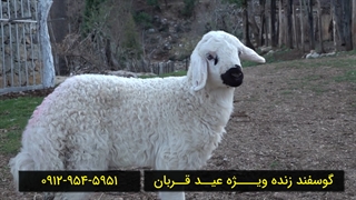 قیمت گوسفند زنده برای عید قربان 09129545951