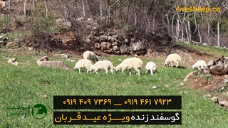 رزرو گوسفند زنده برای عید قربان 09194097369