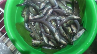 گاوماهی یالدار: Oxyurichthys microlepis
