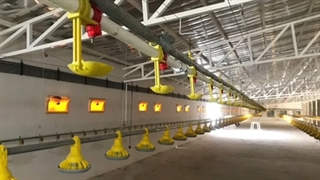 تجهیزات مرغداری آوا طیور