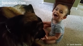 سگ های بامزه