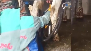 آموزش مراحل شیر دوشی