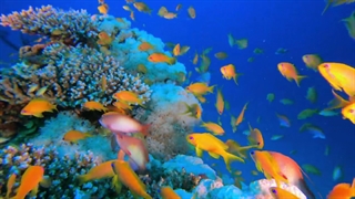 زیباترین حیوانات دریایی همراه موسیقی آرامش بخش