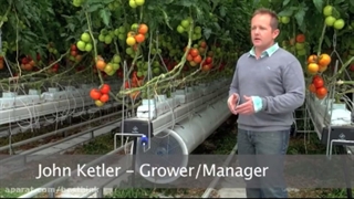 پرورش فلفل دلمه در گلخانه بصورت پیشرفته