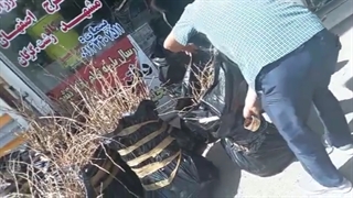 شرک یشیل نهال ارسال بار نهال