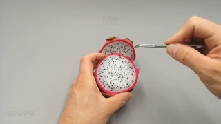 تایم لپس رویش دراگون فروت