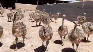 فروش شترمرغ کانادایی گردن ابی
