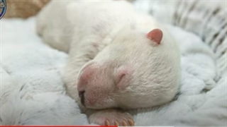 نوزادان تازه به دنیا آمده حیوانات