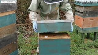 آموزش زنبورداری آسان-پرورش زنبور عسل-اولین کلونی