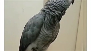 خخخخخخ هالا همه بیان وسط 