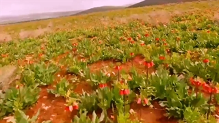 طبیعت فارسان
