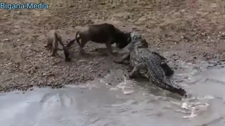 لحظات دیدنی از شکار کردن تمساح