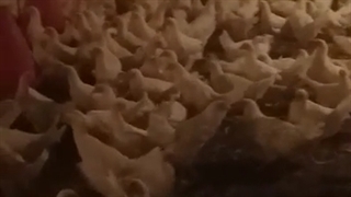 مرغ ال اس ال و هایلان