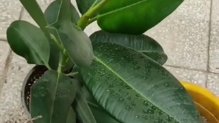 تکثیر فیکوس قلمه هوایی