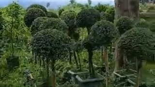 گل و گیاه ولیعصر در مازندران