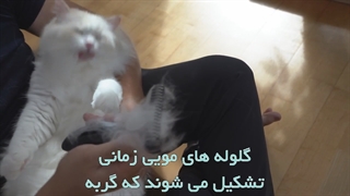 آموزش شانه زدن گربه
