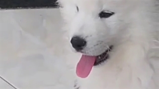 توله سامویید اصیل