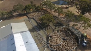 صنعت دامپروری استرالیا