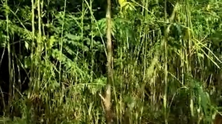 نهالستان برآمد در خواف