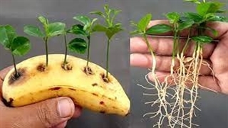چطوری روی موز لیمو بکاریم