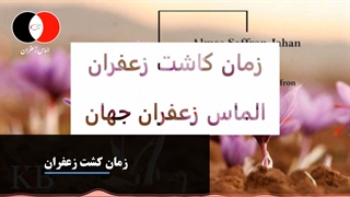 آموزش رایگان کشت زعفران گلخانه ای