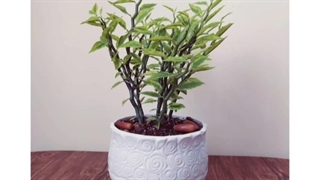 گل برای افتتاحیه مغازه ، نمایشگاه ، مطب پزشک ، سالن زیبایی و آرایشگاه 09129410059