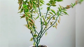 سفارش گیاه و گلدان برای هدیه تحویل تهران 09129410059