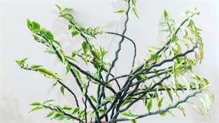 خرید گلدان از بازار گل محلاتی 09129410059