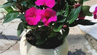 خرید گلدان برای تبریک تولد دوست و همکار مرد 09129410059