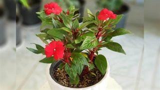 خرید گلدان دکوری 09129410059