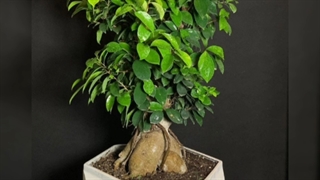 گل و گیاه برای مطب پزشک  09129410059