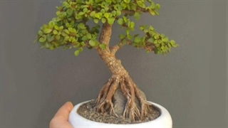 گل و گلدان هدیه خاص کادویی 09129410059