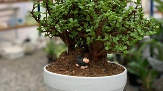 سفارش گل و گیاه هدیه از خارج کشور برای تهران 09129410059