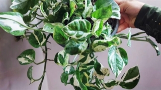 مرکز فروش گل و گلدان و گیاه در تهران 09129410059