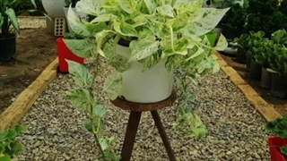 خرید گلدان پایه دار برای دفتر کار و شرکت 09129410059