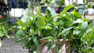 گیاه و گلدان مناسب هدیه دادن 09129410059