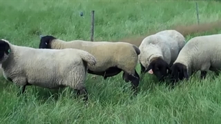 گوسفند نژاد سافولک