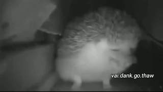 خارپشت دانا پیدا شد