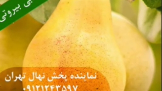 خرید بهترین ارقام نهال گلابی با تضمین قیمت و کیفیت