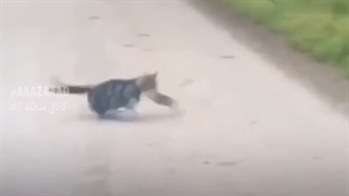 تام و جری واقعی